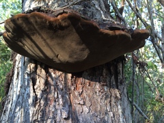 Phellinotus neoaridus