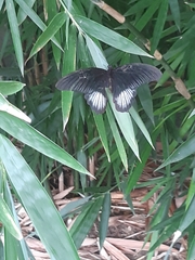 Papilio rumanzovia