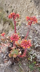 Dudleya palmeri