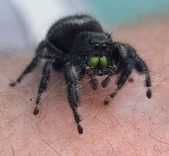 Phidippus audax
