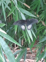 Papilio rumanzovia