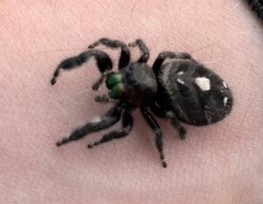 Phidippus audax