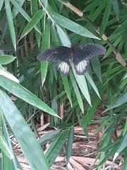 Papilio rumanzovia