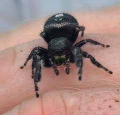 Phidippus audax
