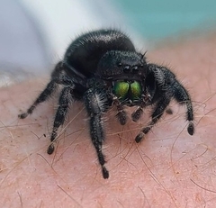 Phidippus audax