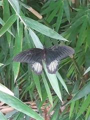 Papilio rumanzovia