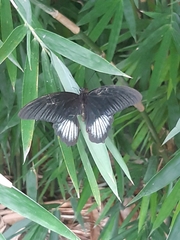 Papilio rumanzovia