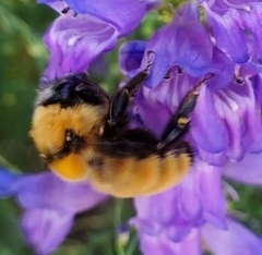 Bombus fervidus