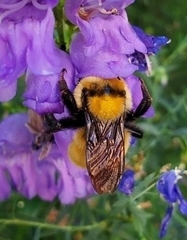 Bombus fervidus