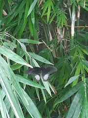 Papilio rumanzovia