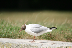 Chroicocephalus ridibundus