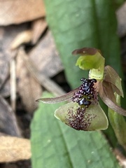 Chiloglottis formicifera