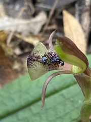 Chiloglottis formicifera