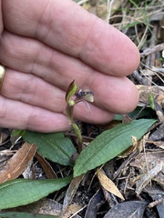 Chiloglottis formicifera