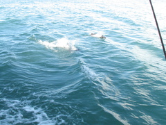 Cephalorhynchus hectori