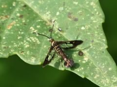 Synanthedon hela