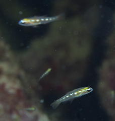 Coryphopterus hyalinus