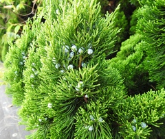 Juniperus chinensis
