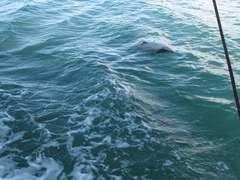 Cephalorhynchus hectori