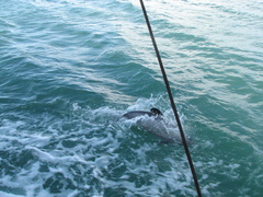 Cephalorhynchus hectori