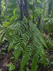 Lophosoria quadripinnata