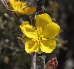 Hibbertia inclusa