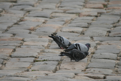 Columba livia