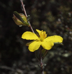 Hibbertia inclusa