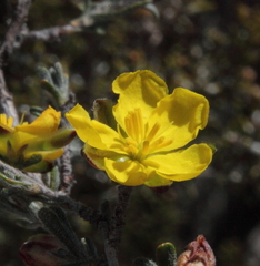 Hibbertia inclusa