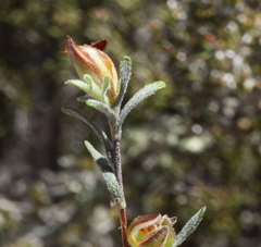 Hibbertia inclusa