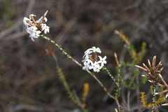 Lysinema pentapetalum