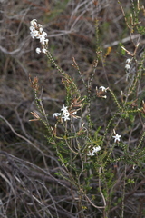 Lysinema pentapetalum