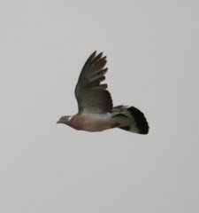Columba palumbus