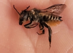 Megachile