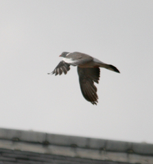 Columba palumbus