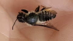 Megachile