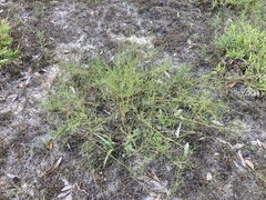 Stylisma pickeringii pattersonii