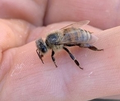 Apis mellifera