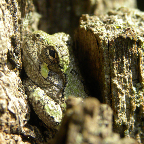 Cope's Gray Tree Frog photographed in Kentucky