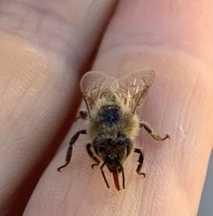 Apis mellifera