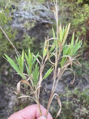 Dichanthelium commonsianum