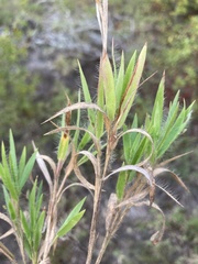 Dichanthelium commonsianum