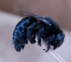 Xylocopa