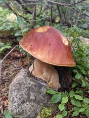 Boletus rubriceps