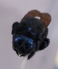 Xylocopa