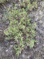 Dichanthelium commonsianum
