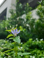 Cleome rutidosperma