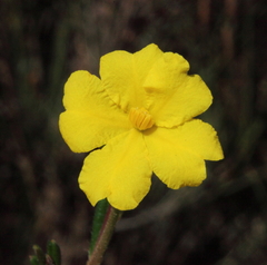Hibbertia polystachya