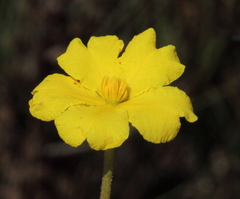 Hibbertia polystachya