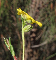 Hibbertia polystachya